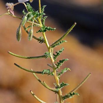 Oenothera californica, California Suncup